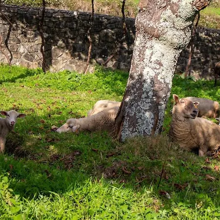 Casa Dos Leoes- Aldeia Dos 4 Abades Ponte de Lima