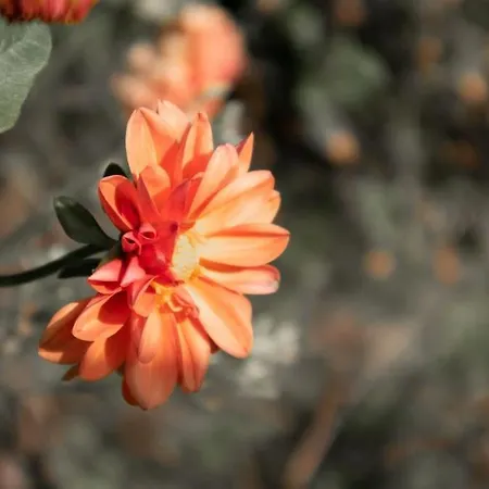 Casa Dos Leoes- Aldeia Dos 4 Abades * بونتي دي ليما