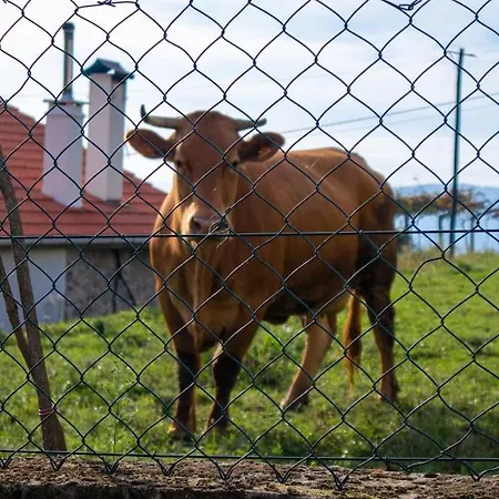 Prázdninový dům Casa Dos Leoes- Aldeia Dos 4 Abades