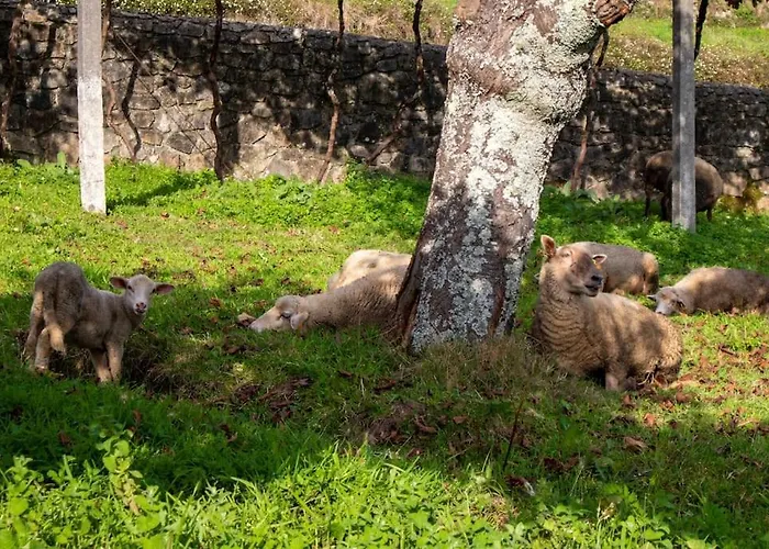 Casa Dos Leoes- Aldeia Dos 4 Abades Ponte de Lima