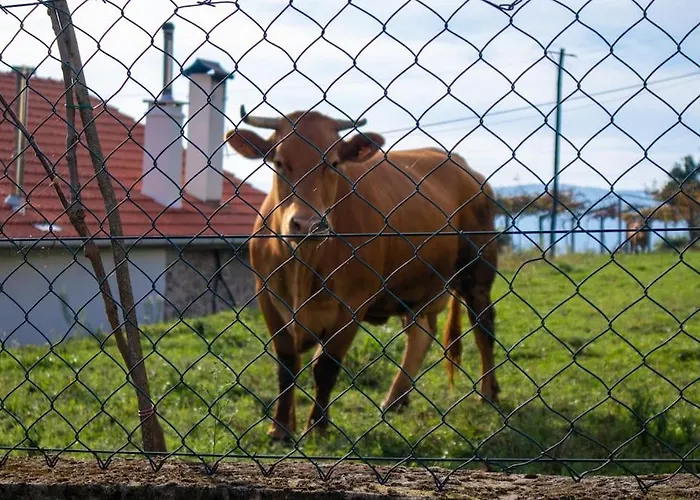 Hébergement de vacances Casa Dos Leoes- Aldeia Dos 4 Abades